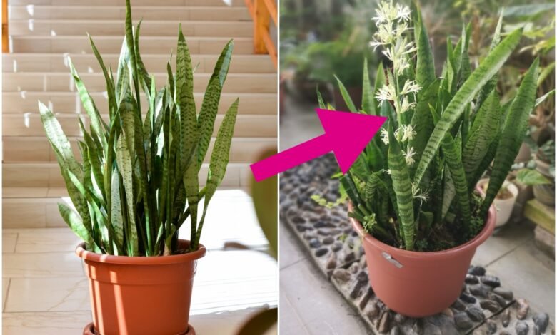 snake plant flower